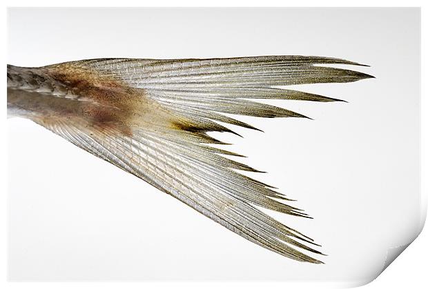 fish tail Print by Josep M Peñalver