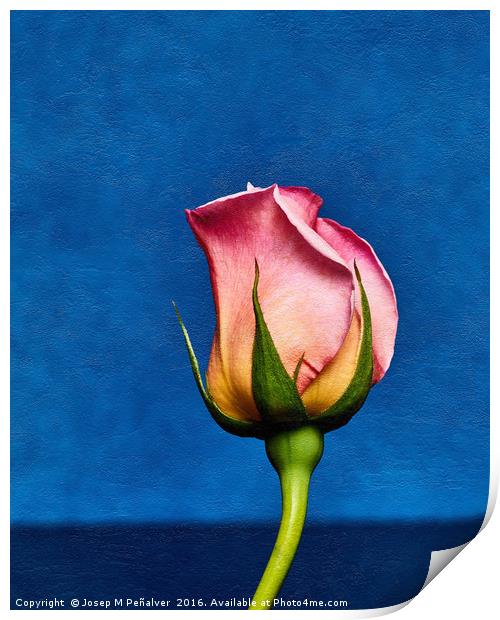 Rose Print by Josep M Peñalver