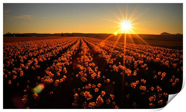 Daffodils at Sunset Print by Oliver Firkins