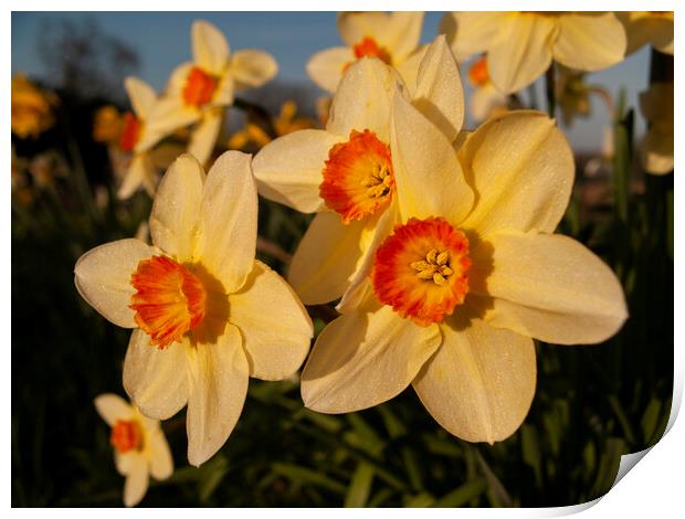 Daffodil Flowers Print by Clive Eariss