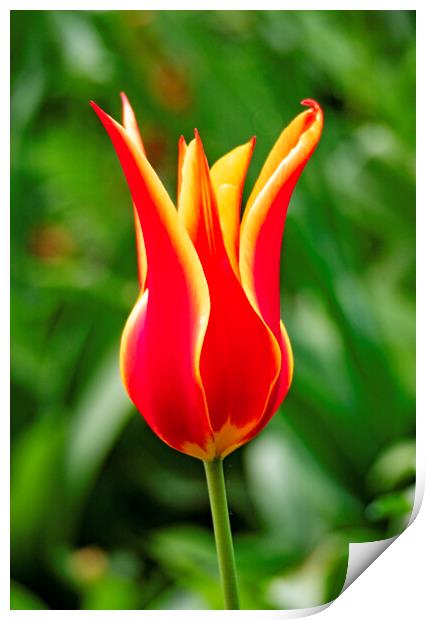 Tulip Print by Clive Eariss