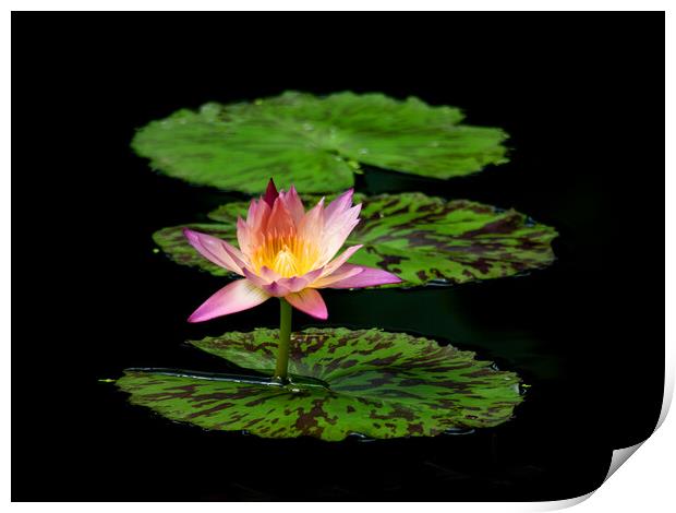 Lily And Pads Print by Clive Eariss