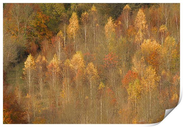 Box Hill Trees Surrey Print by Clive Eariss