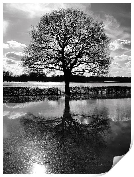 Tree In Floods Print by Clive Eariss