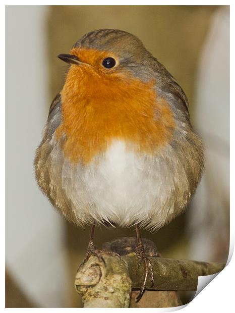 Robin Print by Clive Eariss