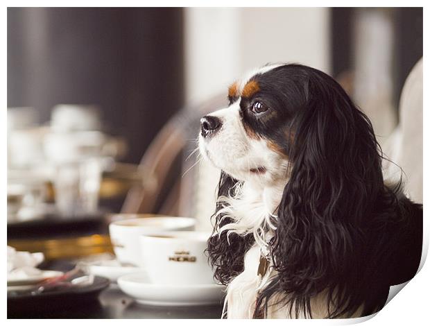 King Charles Spaniel Print by Clive Eariss