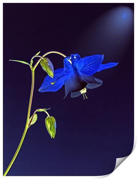 Blue Bloom Print by Clive Eariss
