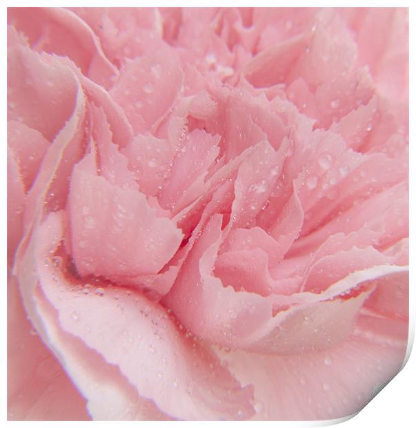 Pink Carnation Print by Clive Eariss