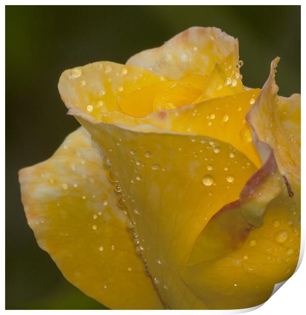 Rose And Water Drops Print by Clive Eariss
