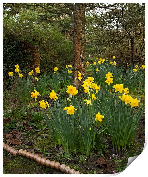Spring Dafodils Print by Clive Eariss