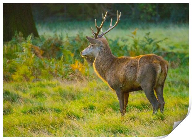 Stag In Morning Sunshine 1 Print by Clive Eariss