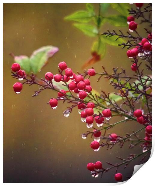 Berries In rain Print by Clive Eariss