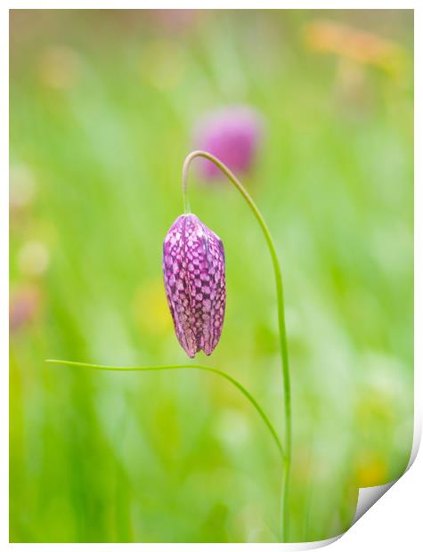 Snakeshead Fritillary Flower Print by Clive Eariss