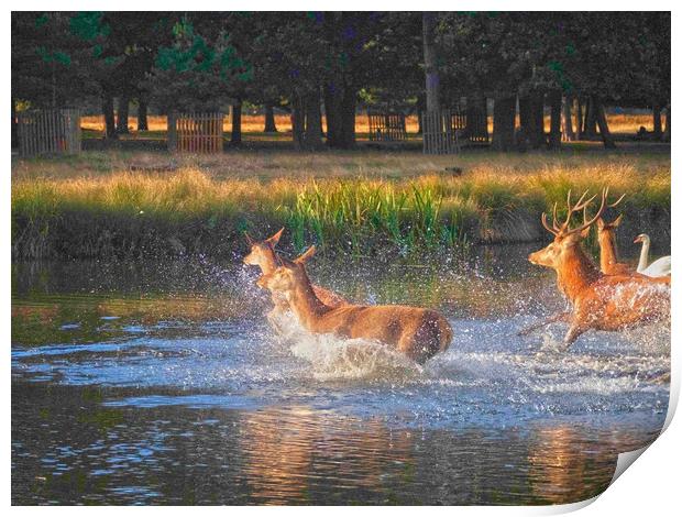 Deer Crossing Print by Clive Eariss
