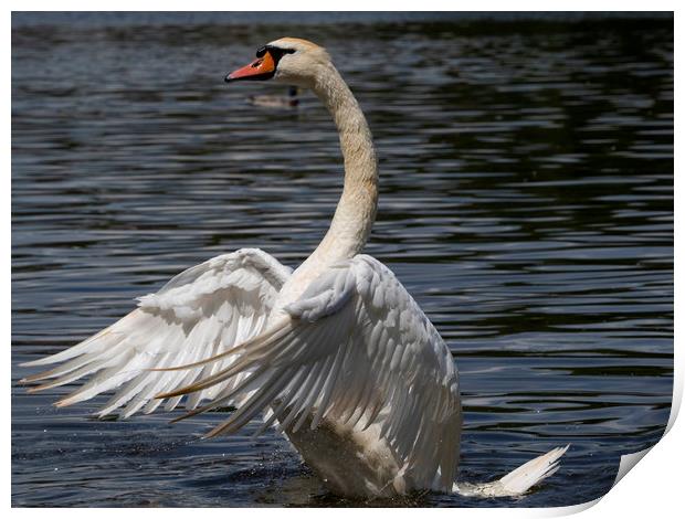 Swan Flapping Print by Clive Eariss