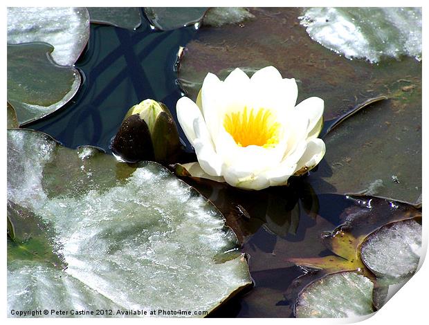 Water Lily Print by Peter Castine
