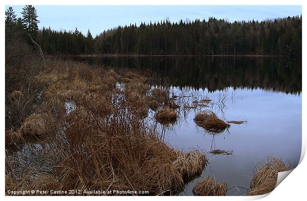 Back Pond Print by Peter Castine