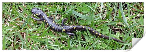 Spotted Salamander Print by Peter Castine