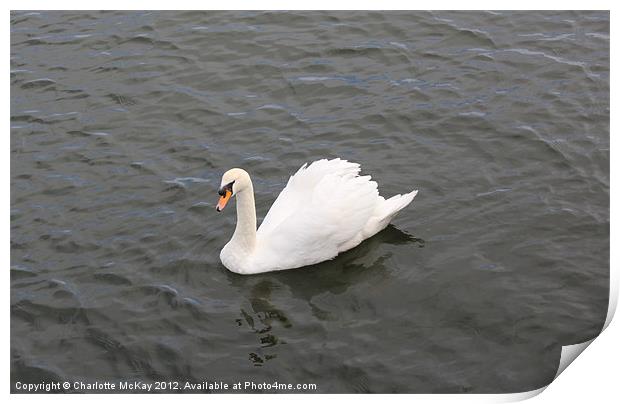 Beautiful Swan on the River Clyde Print by Charlotte McKay