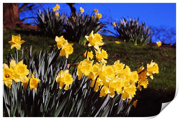 Daffodils in Bloom Print by Mike Davies
