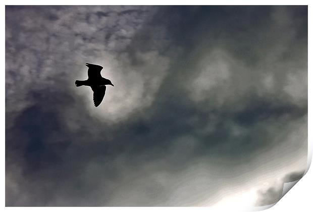 Seagull Silhouette Brighton Sky Print by Richard Nichols
