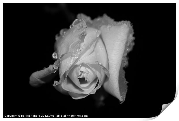 frost rose during the winter Print by perriet richard