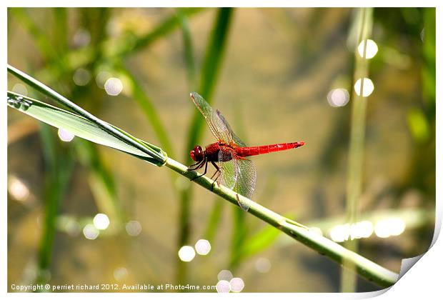 red dragonfly Print by perriet richard