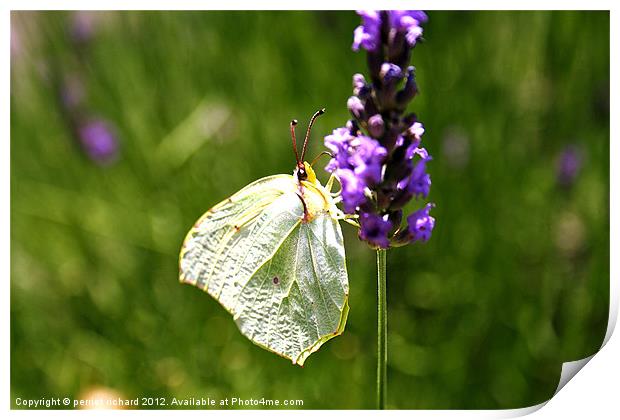 white butterfly flitting lavender Print by perriet richard