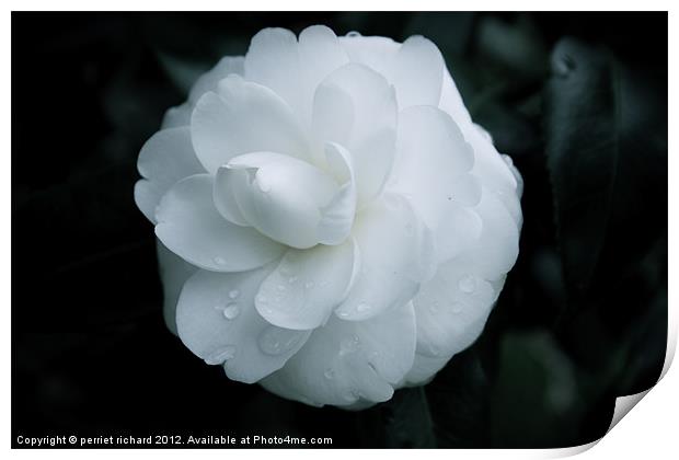 The white flower Print by perriet richard