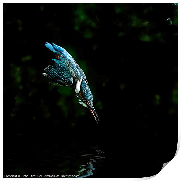 Kingfisher Diving for fish Print by Brian Tarr