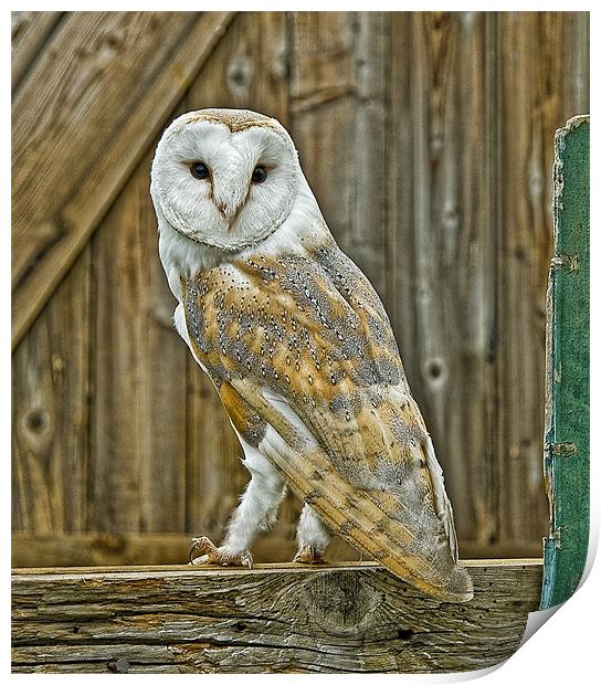 Barn Owl Print by Brian Tarr