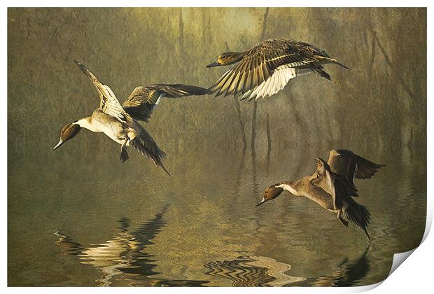 Pintails Print by Brian Tarr