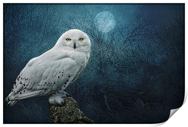 Night Owl Print by Brian Tarr