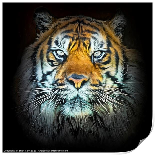 Tiger Portrait  Print by Brian Tarr