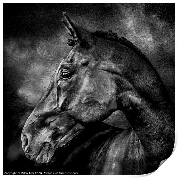 Stallion Print by Brian Tarr