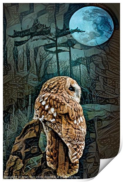 Tawny owl moon Print by Brian Tarr