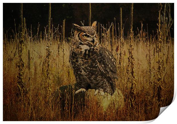 Great Horned Owl Print by Tina Lindsay