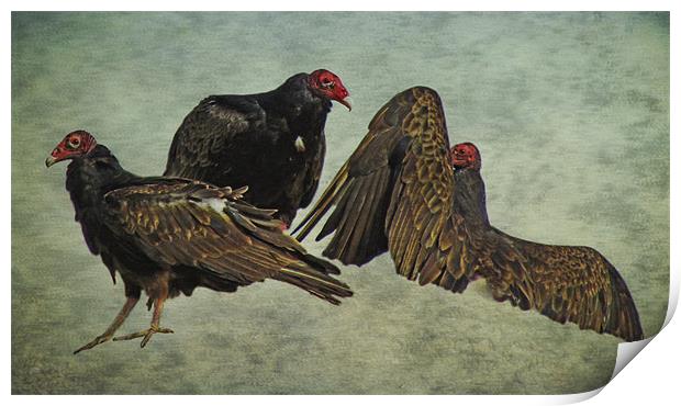 Three Turkey Vultures Print by Tina Lindsay