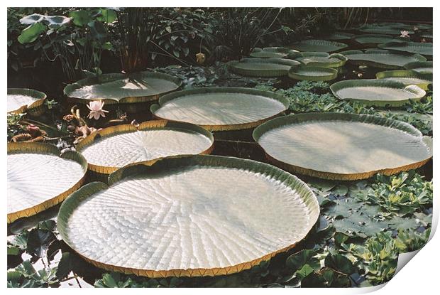 Lily Pads in Jungle Swamp Print by Edward Denyer