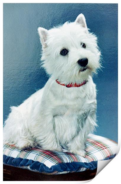 West Highland Terrier Print by Edward Denyer