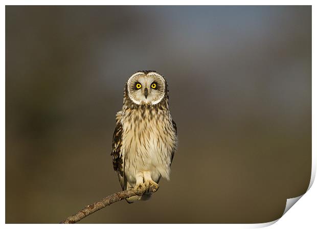 Short Eared Owl Print by Carl Day