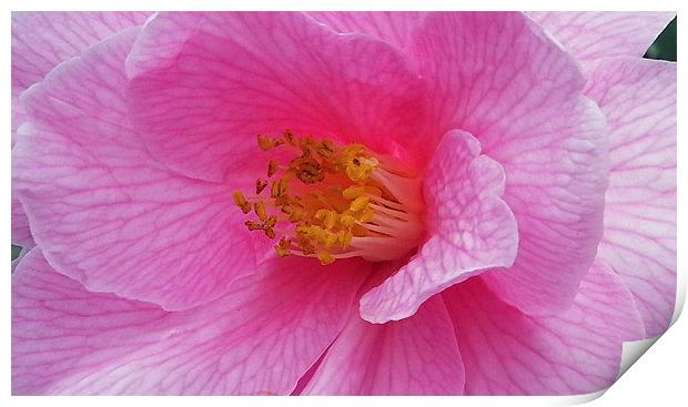 Pink camellia Print by Elaine Pearson