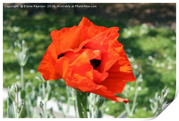 Bright red poppy Print by Elaine Pearson