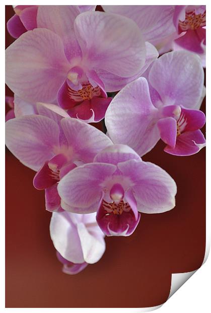 Orchids Print by Milena Barczak