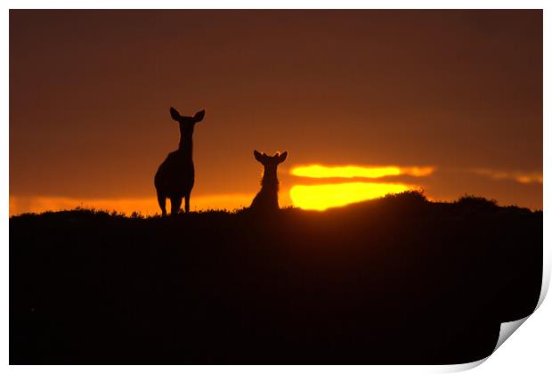 Red Deer and the Rising Sun Print by Macrae Images