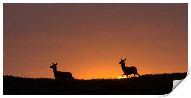 Red Deer Sunrise Print by Macrae Images