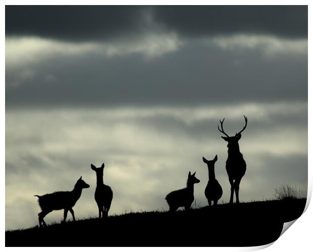 Red Deer Silhouettes Print by Macrae Images