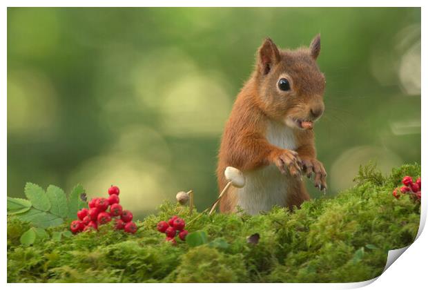 Red Squirrel Print by Macrae Images