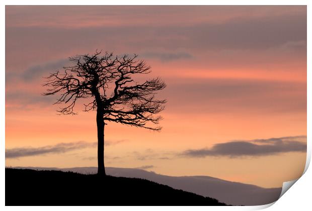 Lone Tree Silhouette Print by Macrae Images