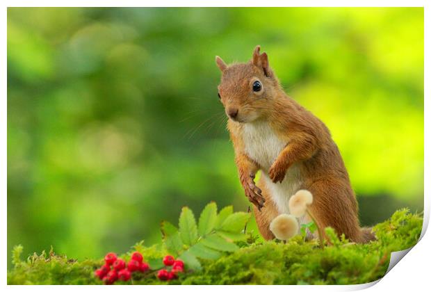 Red Squirrel Print by Macrae Images